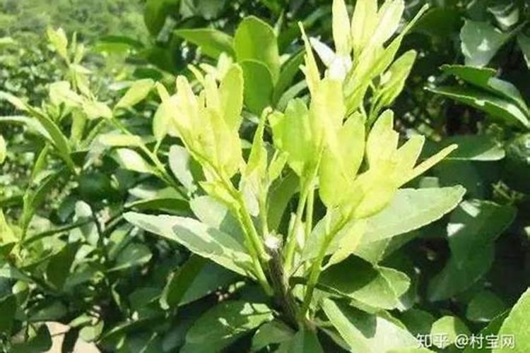 哪种肥料适合在柑橘开花时使用