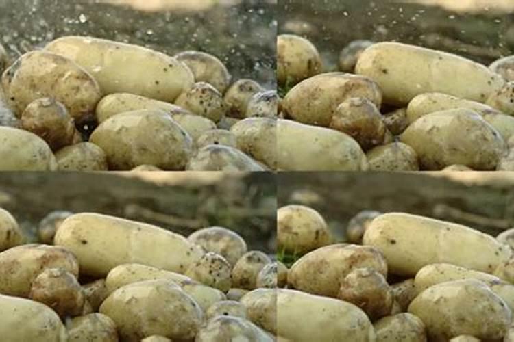 种土豆用什么肥料好