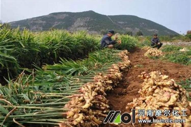 中化控释肥的掺混肥执行标准