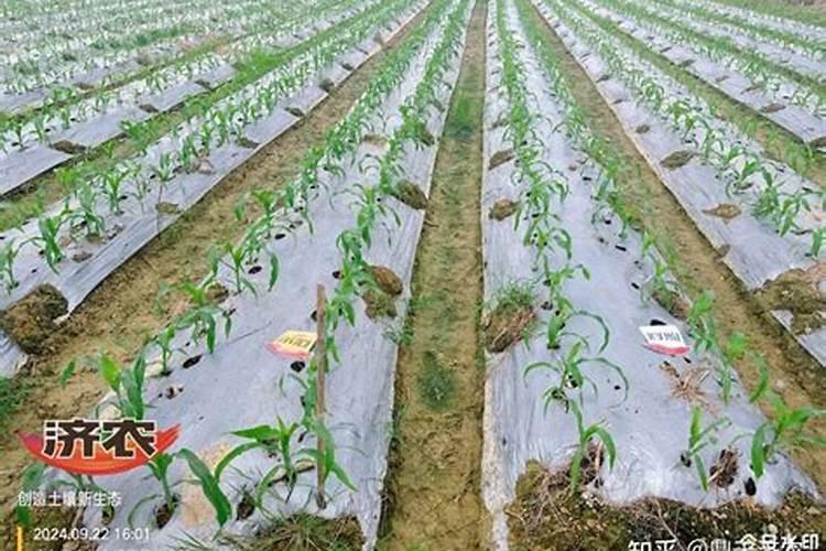 玉米过程生长过程