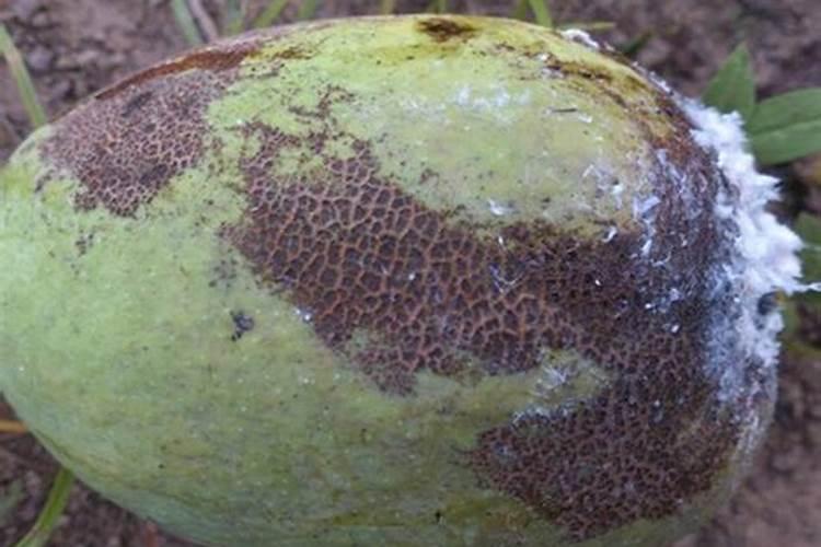 农易收肥料价格一览表