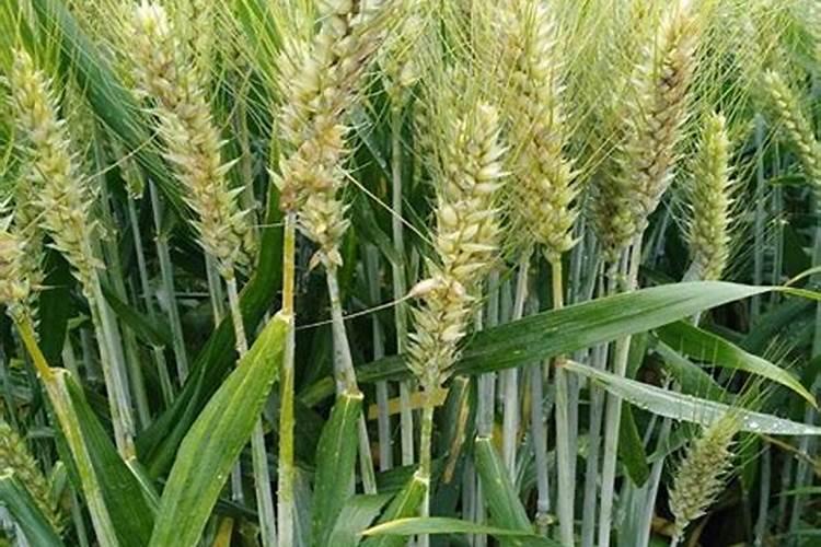 西兰花座果期用什么叶面肥效果好？西兰花保花保果冲施什么肥料好？