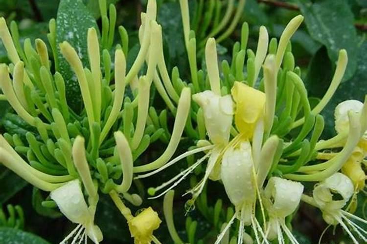 金银花用什么叶面肥好