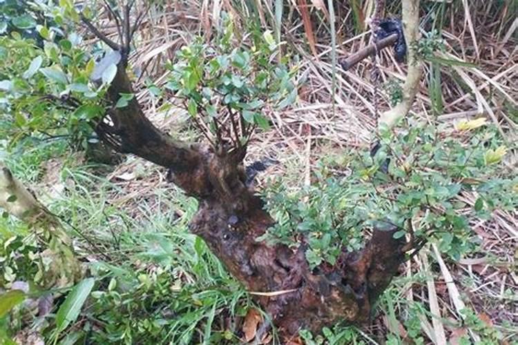 赤楠盆景怎么养护方法与注意事项