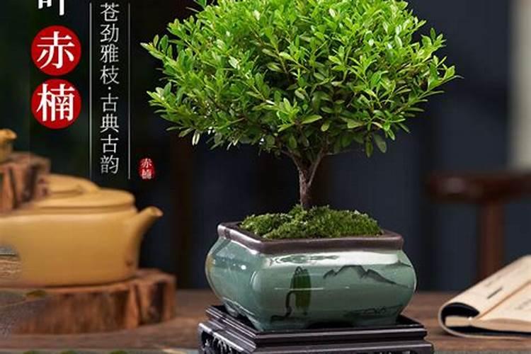 赤楠的养殖方法和注意事项