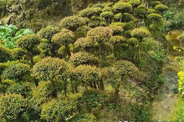 小叶赤楠怎么养小叶赤楠的养殖方法