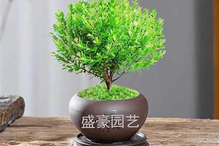 在北京如何养殖小叶赤楠？