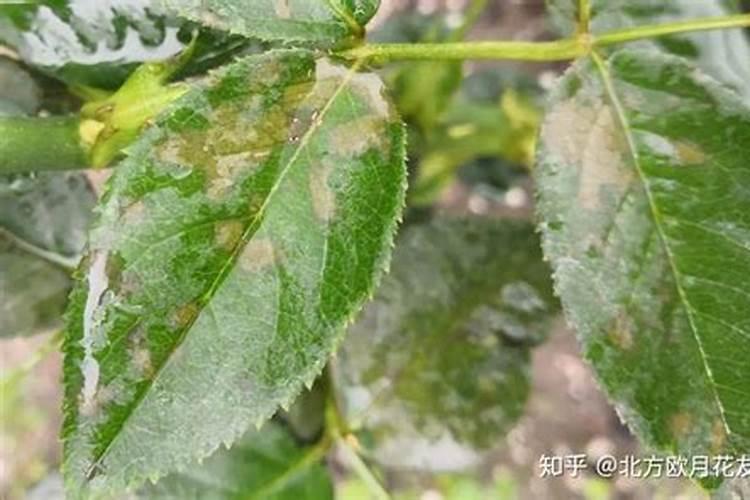 多效锌肥哪里有卖的啊