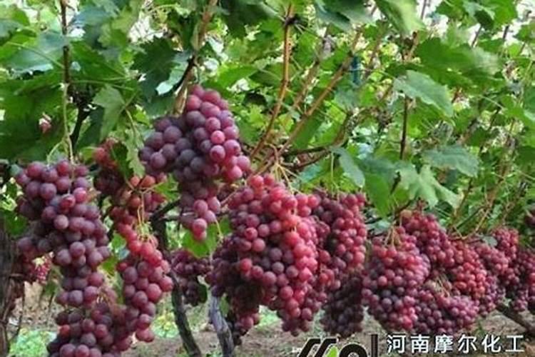 葡萄什么时候喷施叶面肥,喷什么肥,方法是什么