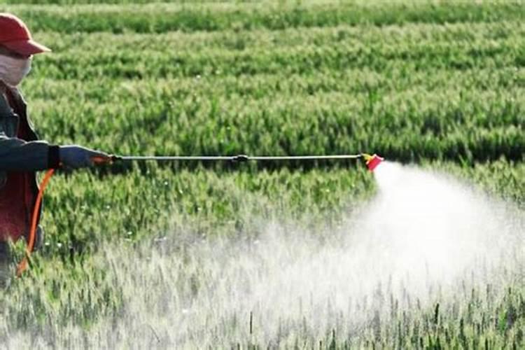 杨树打叶面肥用磷酸二氢钾加芸苔素加尿素加矿源黄腐酸钾的功效与...