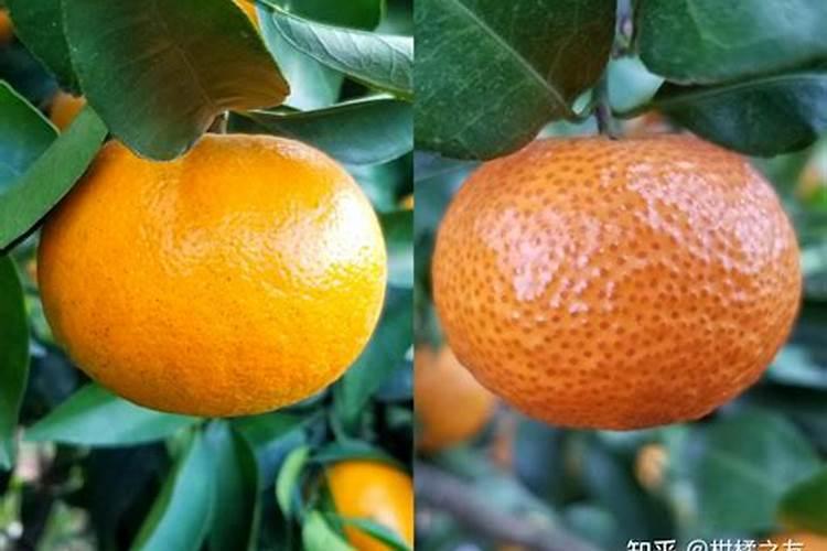 沃柑浇水肥早上还是傍晚好？