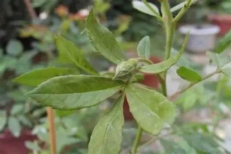 秋黑葡萄用什么膨大 剂