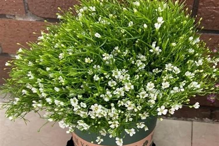 大棚满天星花头绿是怎么回事