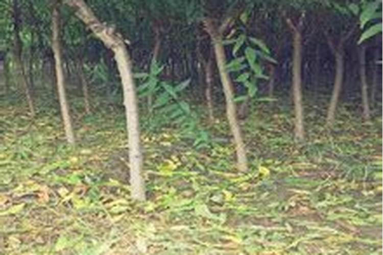 锌肥对果树有什么影响