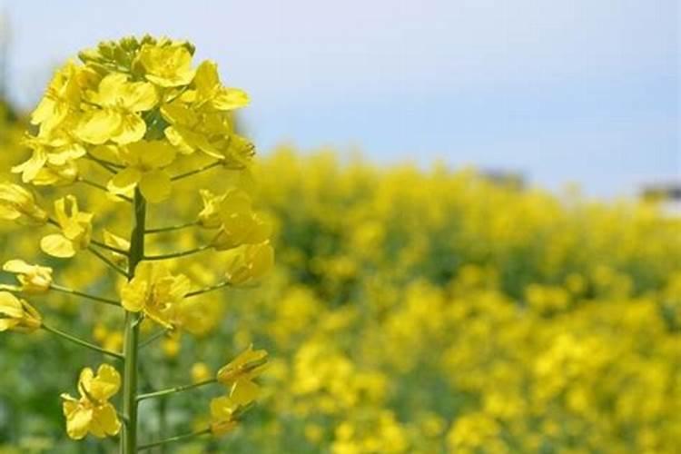 黄瓜种植中的水肥一体化管理要怎么操作？