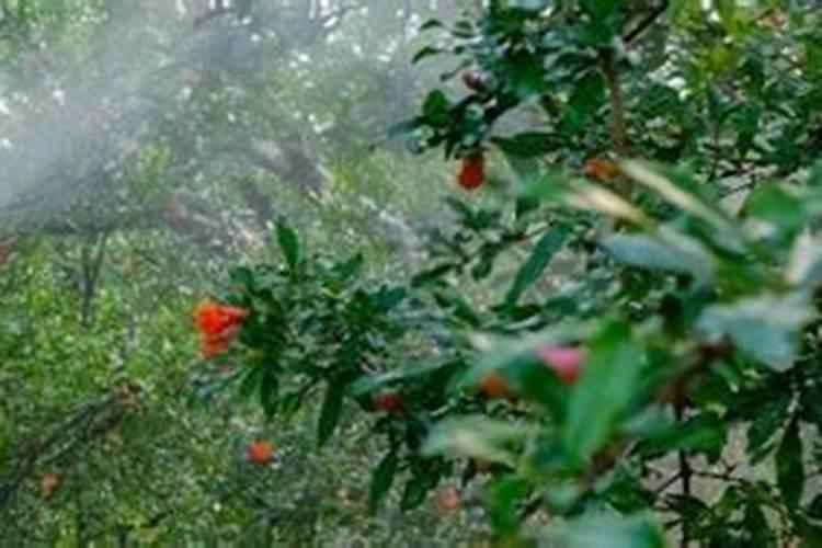 怎么给花补氮肥