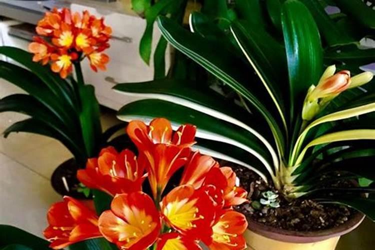 水溶肥施了多久不能淋雨？