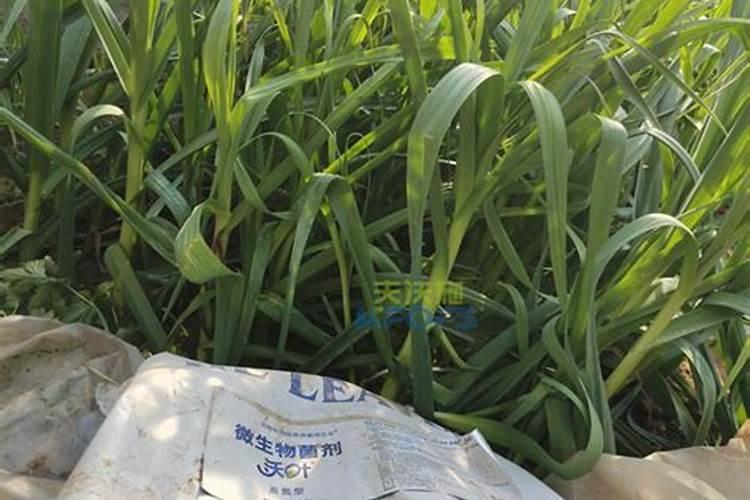 土壤消毒用多菌灵还是恶霉灵