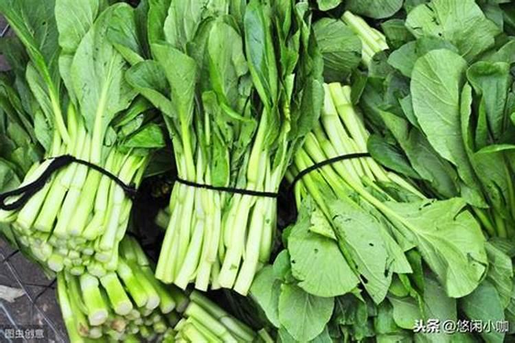 四九菜心怎么种植