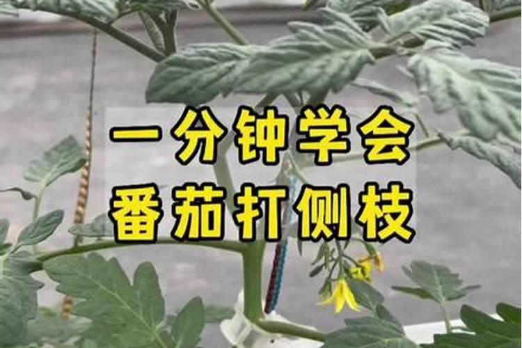 桃花即将盛开的时候还能打杀虫剂吗？