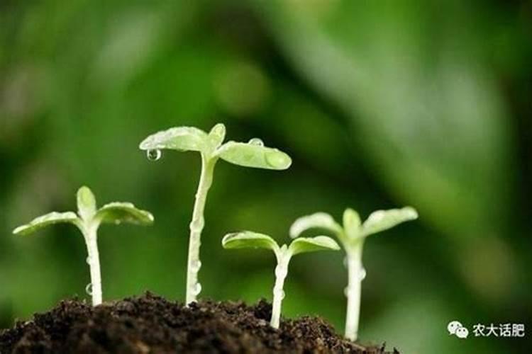 怎样可以让桃花加速开花