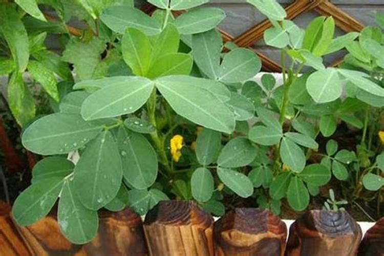 高钙钾肥播种花生可用吗？