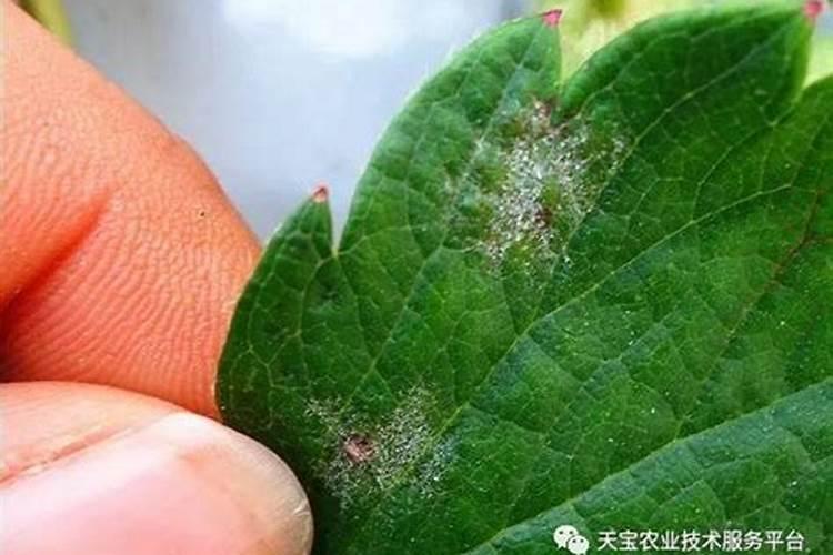 小树几天可以施一次肥？