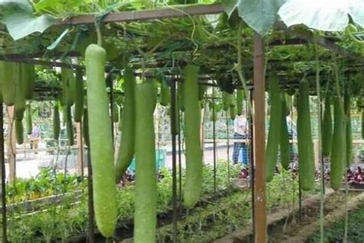 瓠瓜是什么瓜专家们是葫芦吗