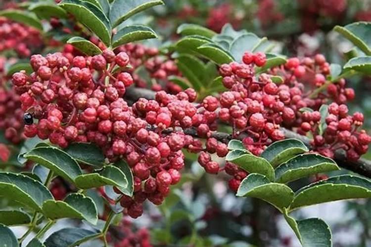 花椒树几月份施肥最佳