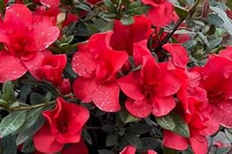 动物内脏有哪些营养成分