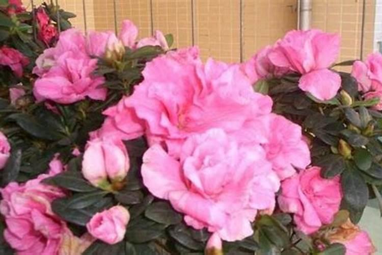 芸苔素喷后几天见效