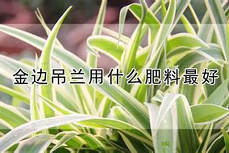 家里种了很多茶花,怎样才能让茶花的叶子变得油光发亮？