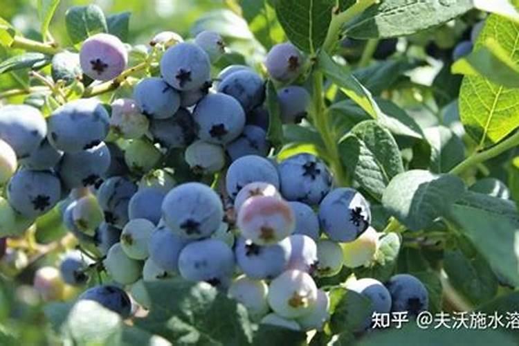 尿素生产企业汇总