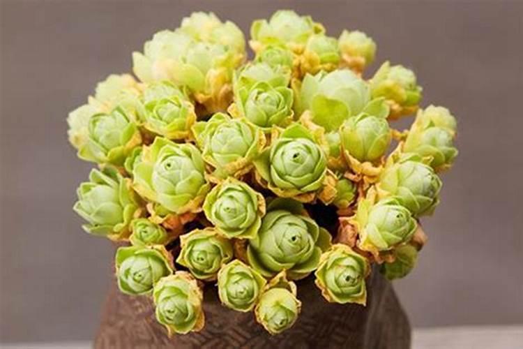 油枯与磷肥肥效有什区别