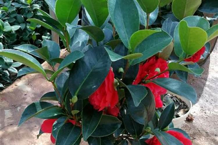 春花生在8月初又普遍开花,是什么原因？怎么防治？