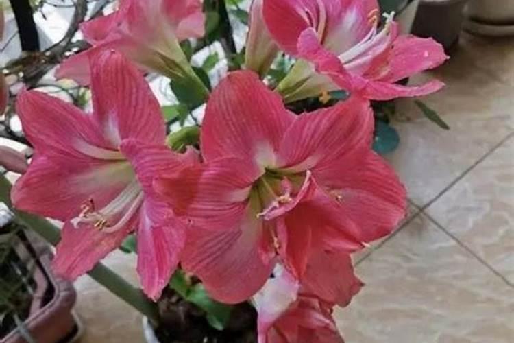 球根花卉需要施什么肥