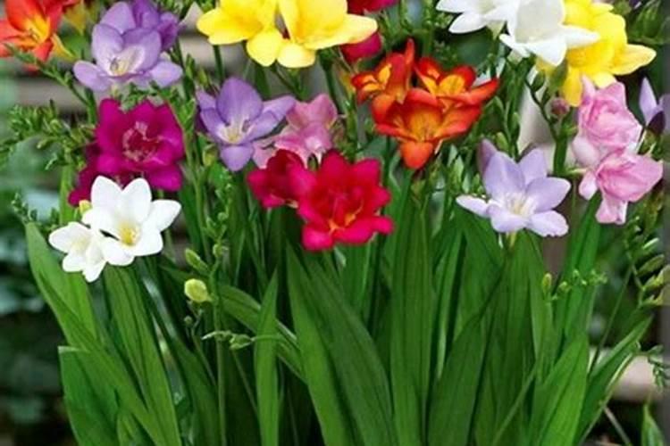 球根花卉需要施什么肥