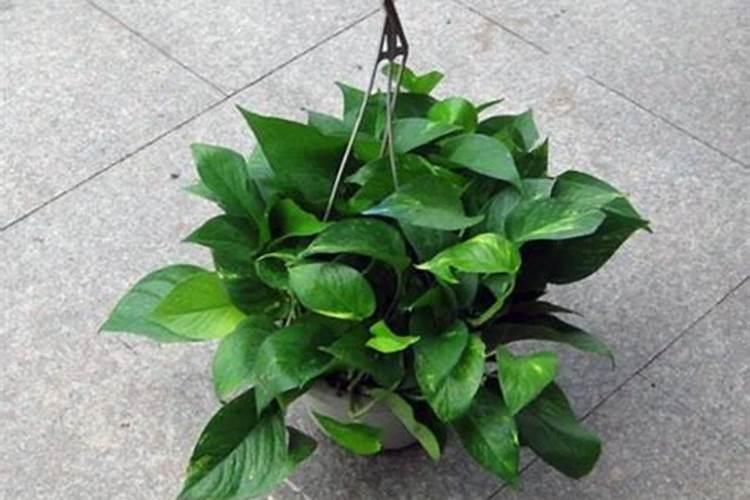 观叶植物用什么叶面肥,怎么施肥