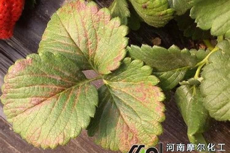 缺少氮磷钾肥分别有什么现象