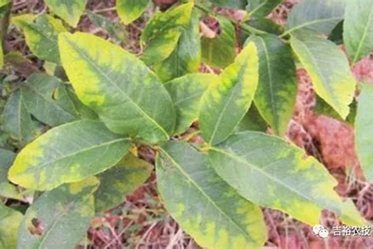 缺氮磷钾的植物个有什么症状啊