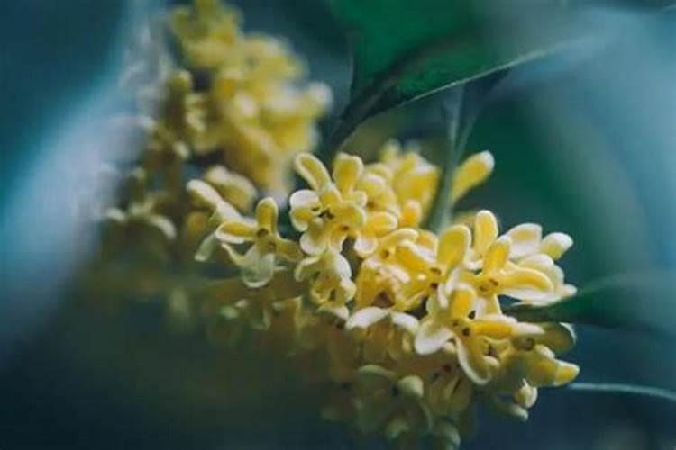 地瓜放什么肥料产量高