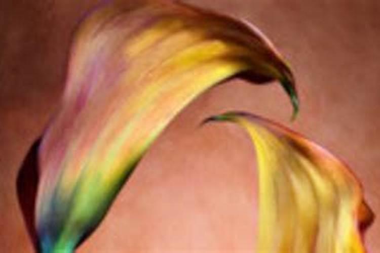 马蹄莲施什么肥最好