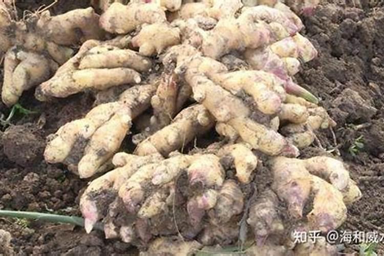 生姜喷施磷酸二氢钾的作用