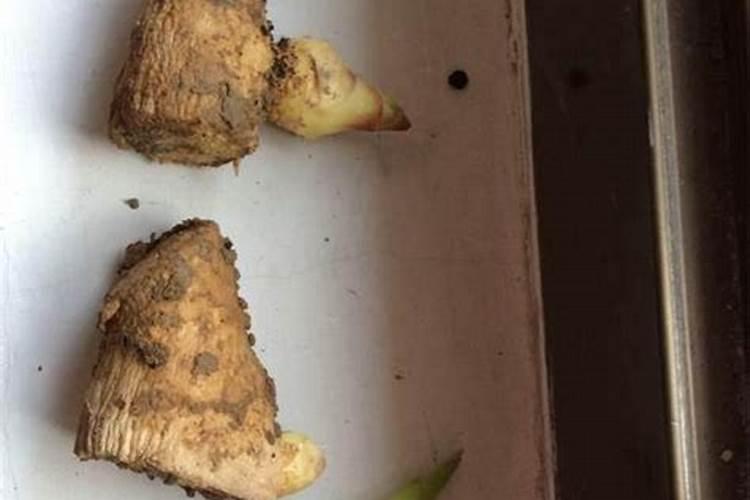 生姜种植管理怎样施肥