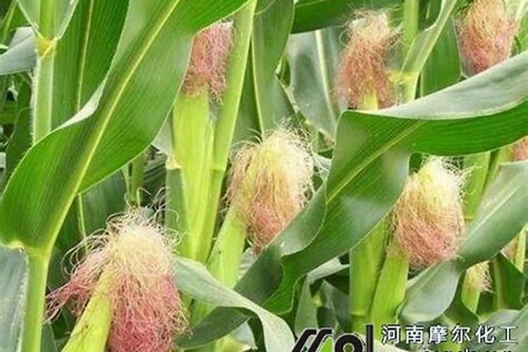 玉米水溶肥的使用方法