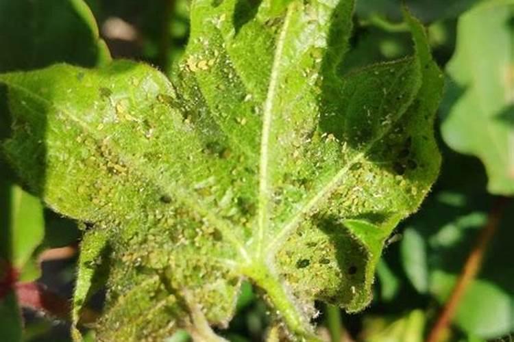 棉花蕾包头怎么解决