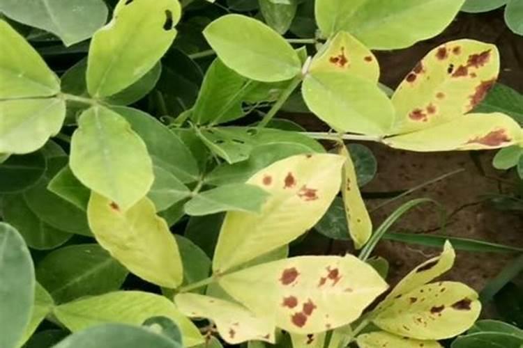 花生黄叶子是怎么回事该喷什么药