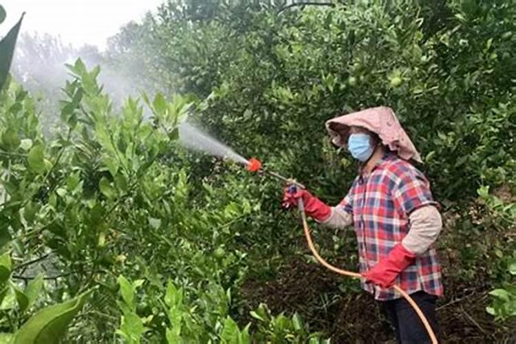 柑橘苗叶面肥施药方法