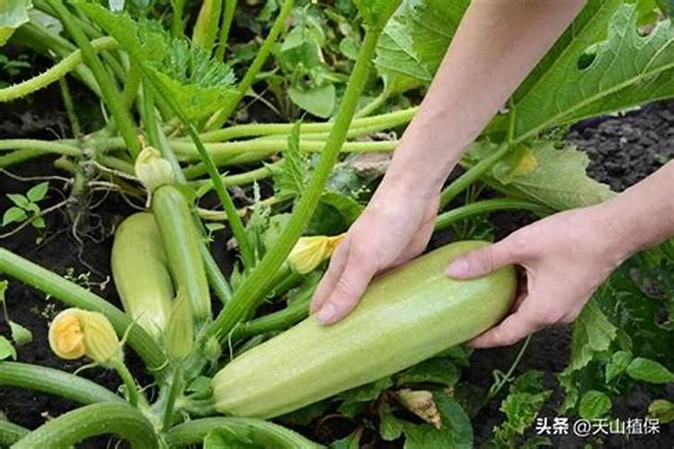 西葫芦地上什么肥料长的快