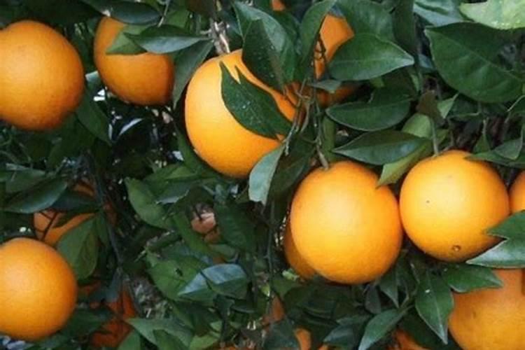 两年脐橙树怎样施肥？和管理 。请求大师